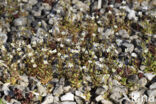 Kandelaartje (Saxifraga tridactylites)