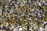 Rue-leaved Saxifrage (Saxifraga tridactylites)