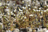 Rue-leaved Saxifrage (Saxifraga tridactylites)