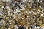 Rue-leaved Saxifrage (Saxifraga tridactylites)