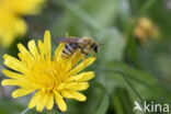 Banded Mining Bee (Andrena gravida)