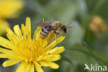 Banded Mining Bee (Andrena gravida)