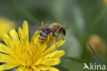 Banded Mining Bee (Andrena gravida)