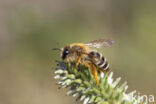 Banded Mining Bee (Andrena gravida)