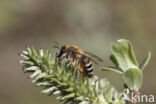 Banded Mining Bee (Andrena gravida)