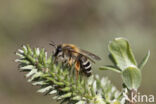 Banded Mining Bee (Andrena gravida)