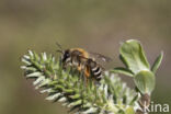 Banded Mining Bee (Andrena gravida)