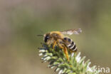 Banded Mining Bee (Andrena gravida)