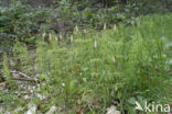 Wood Horsetail (Equisetum sylvaticum)