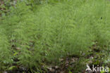 Wood Horsetail (Equisetum sylvaticum)