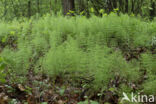 Wood Horsetail (Equisetum sylvaticum)