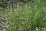 Wood Horsetail (Equisetum sylvaticum)