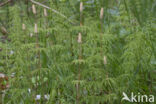 Wood Horsetail (Equisetum sylvaticum)