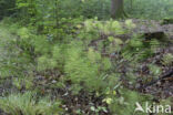 Wood Horsetail (Equisetum sylvaticum)