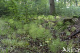 Wood Horsetail (Equisetum sylvaticum)