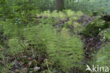Wood Horsetail (Equisetum sylvaticum)