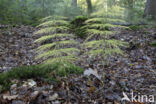 Wood Horsetail (Equisetum sylvaticum)