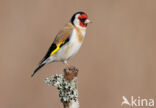 European Goldfinch (Carduelis carduelis)