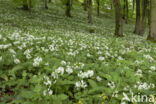 Ramsons (Allium ursinum)