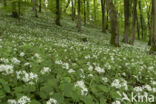 Ramsons (Allium ursinum)