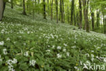 Ramsons (Allium ursinum)