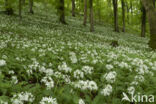 Ramsons (Allium ursinum)