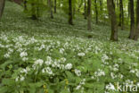 Daslook (Allium ursinum)