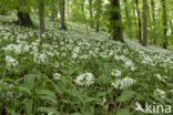 Daslook (Allium ursinum)