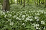 Daslook (Allium ursinum)