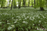 Ramsons (Allium ursinum)