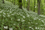 Ramsons (Allium ursinum)