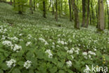 Ramsons (Allium ursinum)