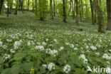 Ramsons (Allium ursinum)