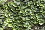 Great Scented Liverwort (Conocephalum conicum)