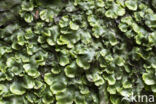 Great Scented Liverwort (Conocephalum conicum)