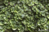 Great Scented Liverwort (Conocephalum conicum)