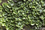 Great Scented Liverwort (Conocephalum conicum)