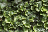 Great Scented Liverwort (Conocephalum conicum)