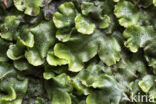 Great Scented Liverwort (Conocephalum conicum)