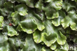 Great Scented Liverwort (Conocephalum conicum)