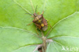 carpocoris purpureipennis