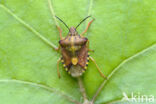 knoopkruidschildwants (carpocoris purpureipennis)