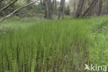 Holpijp (Equisetum fluviatile)