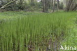 Waterhorsetail (Equisetum fluviatile)