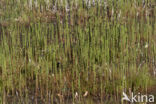 Waterhorsetail (Equisetum fluviatile)