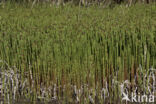 Waterhorsetail (Equisetum fluviatile)