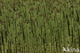 Waterhorsetail (Equisetum fluviatile)