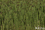 Holpijp (Equisetum fluviatile)