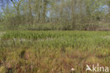 Waterhorsetail (Equisetum fluviatile)