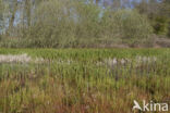 Waterhorsetail (Equisetum fluviatile)